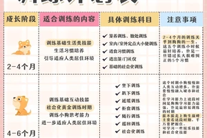  如何制定适合不同年龄段的快攻训练计划？